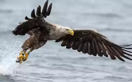 Eagle: The Majestic Ruler of the Skies  from Chrome web store to be run with OffiDocs Chromium online