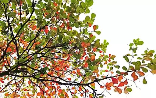 Eagletree  from Chrome web store to be run with OffiDocs Chromium online