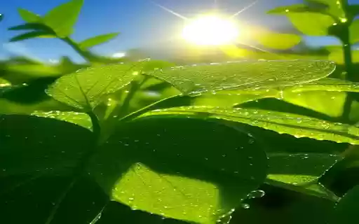 Early morning green tree wallpaper  from Chrome web store to be run with OffiDocs Chromium online