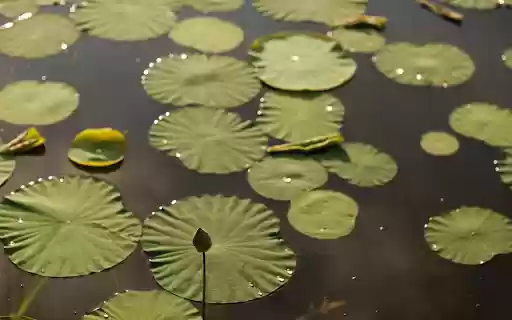 Early Season Lotus from Chrome web store to be run with OffiDocs Chromium online Early Season Lotus from Chrome web store to be run with OffiDocs Chromium online