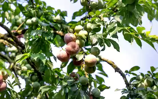 Early Season Plums  from Chrome web store to be run with OffiDocs Chromium online