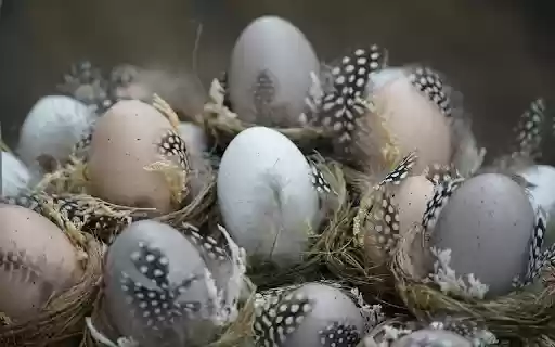 eggs and feathers  from Chrome web store to be run with OffiDocs Chromium online