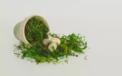 Eggs and moss  from Chrome web store to be run with OffiDocs Chromium online
