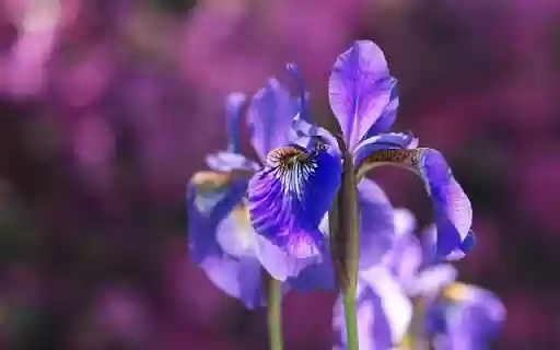 Elegant Violet Iris Blooms from Chrome web store to be run with OffiDocs Chromium online Elegant Violet Iris Blooms from Chrome web store to be run with OffiDocs Chromium online