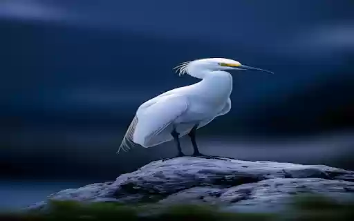 Elegant white stork wallpaper  from Chrome web store to be run with OffiDocs Chromium online