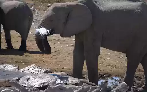 Elephant and trunk from Chrome web store to be run with OffiDocs Chromium online Elephant and trunk from Chrome web store to be run with OffiDocs Chromium online