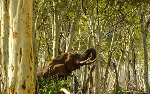 Elephant in the deep forest  from Chrome web store to be run with OffiDocs Chromium online
