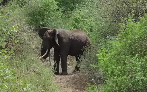 Elephant in the forest from Chrome web store to be run with OffiDocs Chromium online Elephant in the forest from Chrome web store to be run with OffiDocs Chromium online