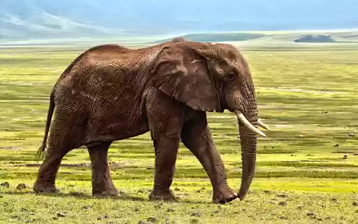 Elephant on the grassland  from Chrome web store to be run with OffiDocs Chromium online