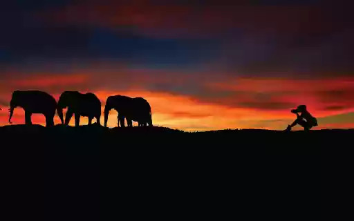 Elephant Sunset  from Chrome web store to be run with OffiDocs Chromium online