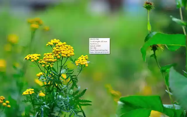 Exponator Live!  from Chrome web store to be run with OffiDocs Chromium online