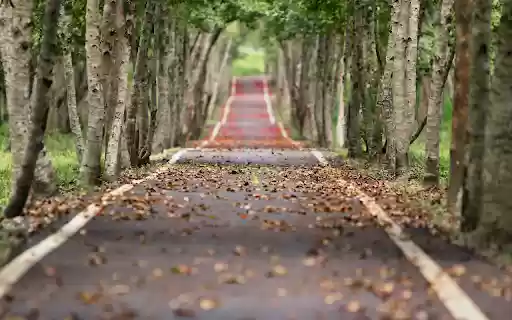 Falling leaf path  from Chrome web store to be run with OffiDocs Chromium online