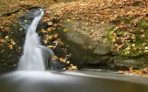 Falling Leaves Stream Bank  from Chrome web store to be run with OffiDocs Chromium online
