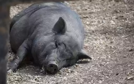 Fat Pig  from Chrome web store to be run with OffiDocs Chromium online
