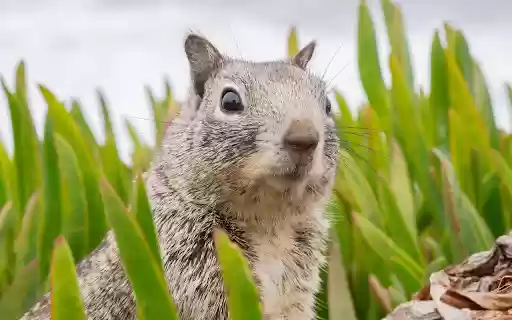 Fat Squirrel  from Chrome web store to be run with OffiDocs Chromium online