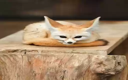 Fennec fox wallpaper  from Chrome web store to be run with OffiDocs Chromium online