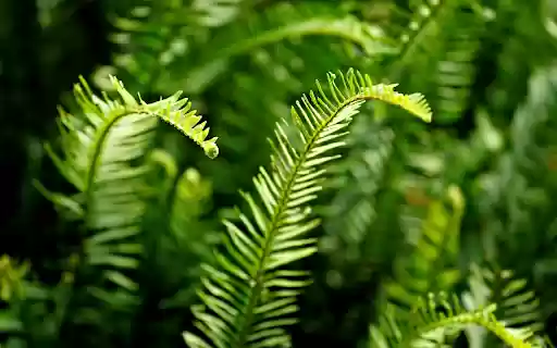 Fern branches and leaves  from Chrome web store to be run with OffiDocs Chromium online