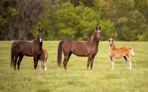 Field of Horses  from Chrome web store to be run with OffiDocs Chromium online