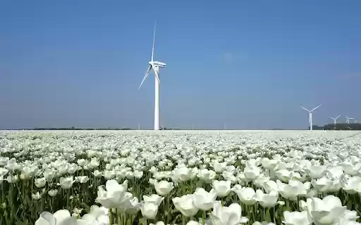 Field of white flowers  from Chrome web store to be run with OffiDocs Chromium online
