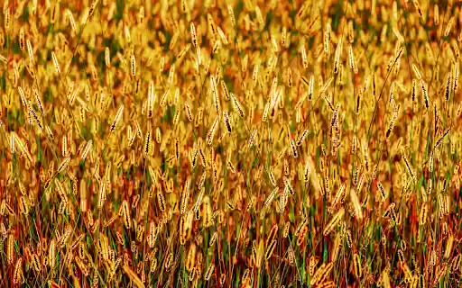 Field of yellow flowers  from Chrome web store to be run with OffiDocs Chromium online