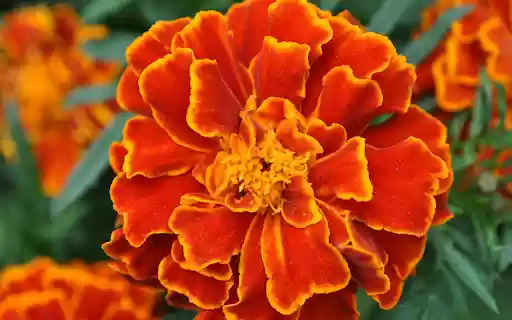 Fiery orange flowers  from Chrome web store to be run with OffiDocs Chromium online
