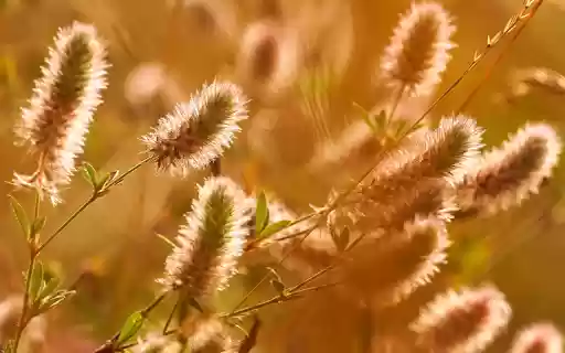 Finger flowers  from Chrome web store to be run with OffiDocs Chromium online