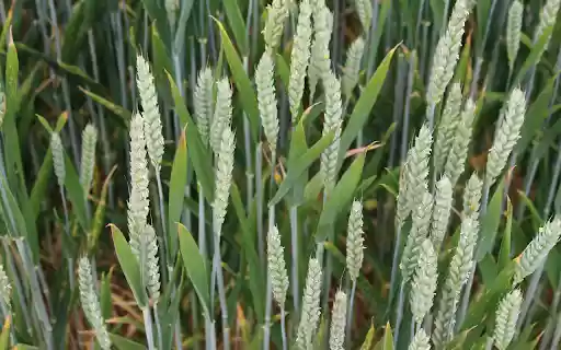 Finger grass flowers  from Chrome web store to be run with OffiDocs Chromium online