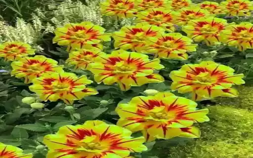 fire tulip wallpaper  from Chrome web store to be run with OffiDocs Chromium online