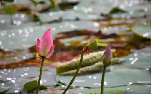 first lotus of the season  from Chrome web store to be run with OffiDocs Chromium online