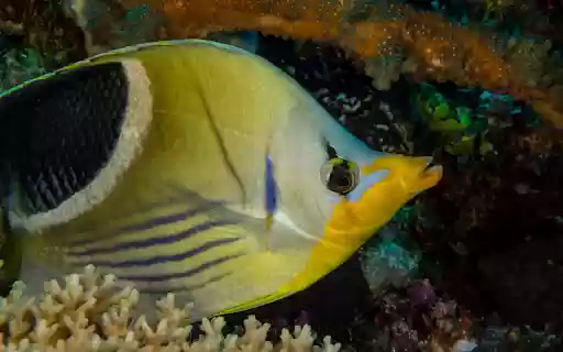 Fish and pointed lips  from Chrome web store to be run with OffiDocs Chromium online