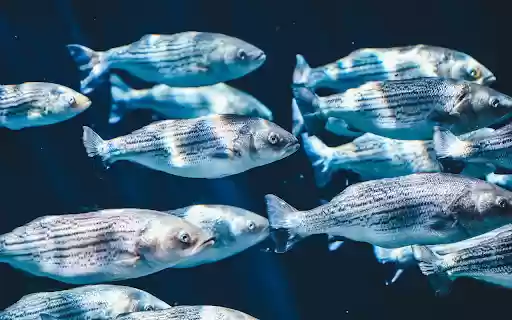 Fish swimming from Chrome web store to be run with OffiDocs Chromium online Fish swimming from Chrome web store to be run with OffiDocs Chromium online