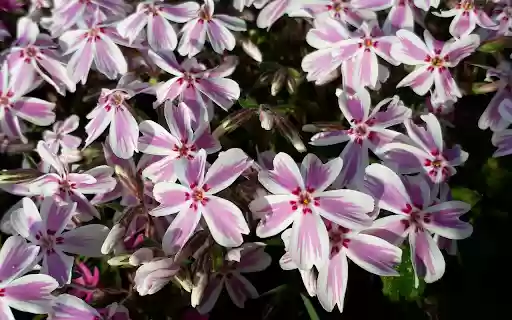 Five petal flower  from Chrome web store to be run with OffiDocs Chromium online