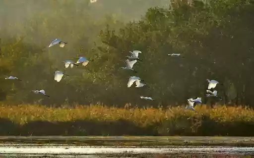 Flight Over Wetlands  from Chrome web store to be run with OffiDocs Chromium online