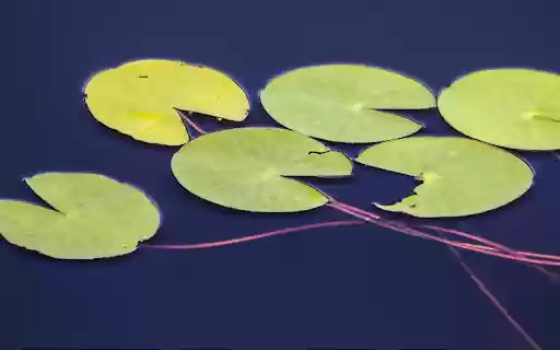 Floating Lily Pads on Dark Water  from Chrome web store to be run with OffiDocs Chromium online