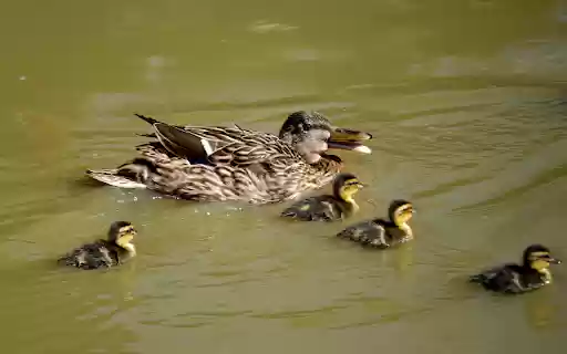 Flock of Brown Ducks  from Chrome web store to be run with OffiDocs Chromium online