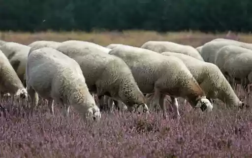 Flock of sheep THEME  from Chrome web store to be run with OffiDocs Chromium online Flock of sheep THEME  from Chrome web store to be run with OffiDocs Chromium online