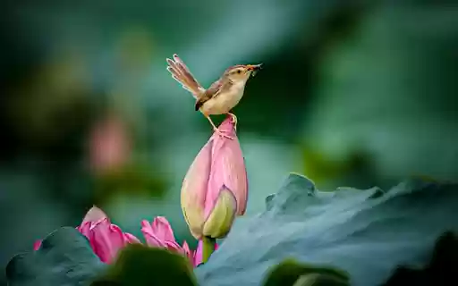 FLOWER AND BIRD Theme  from Chrome web store to be run with OffiDocs Chromium online