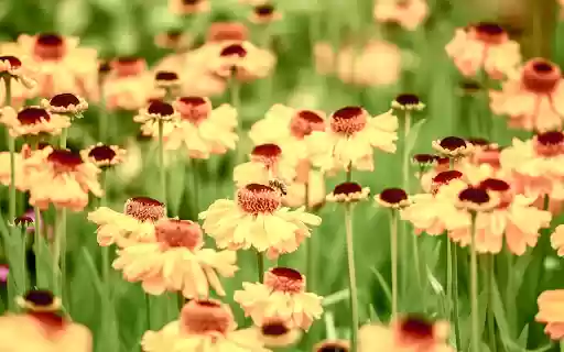 Flower beach  from Chrome web store to be run with OffiDocs Chromium online