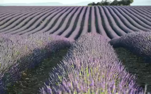 Flower bed  from Chrome web store to be run with OffiDocs Chromium online