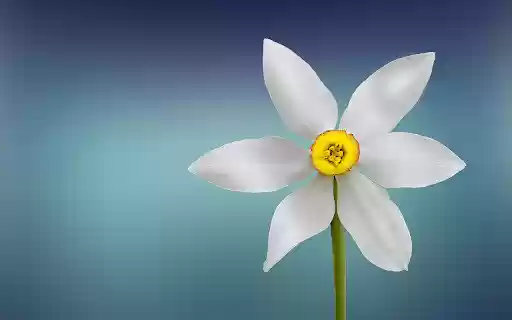 Flower behind the petals  from Chrome web store to be run with OffiDocs Chromium online