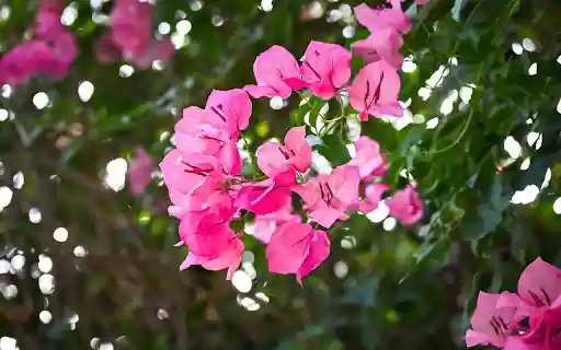 Flower Branches Swinging in the Wind  from Chrome web store to be run with OffiDocs Chromium online