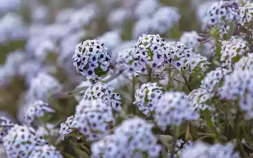 Flower garden blooms outdoors  from Chrome web store to be run with OffiDocs Chromium online