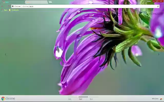 Flower Lilac Nature Pastel  from Chrome web store to be run with OffiDocs Chromium online