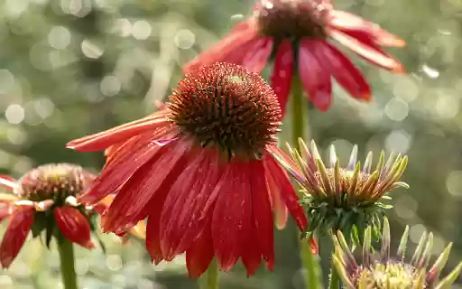 flower petals are splashed by the rain  from Chrome web store to be run with OffiDocs Chromium online