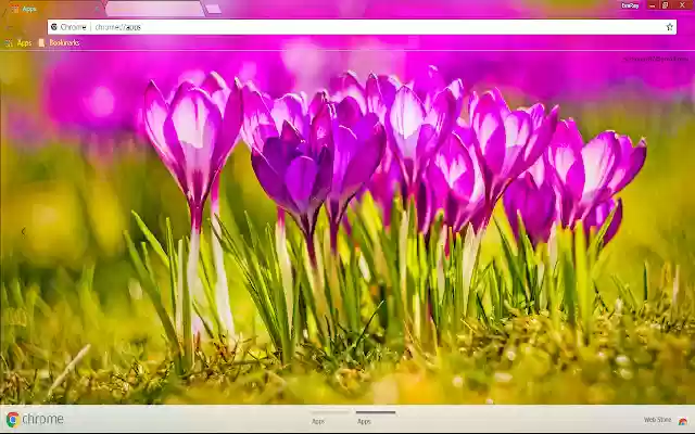Flower Pink Flower Spring Sunny  from Chrome web store to be run with OffiDocs Chromium online