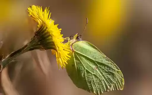 Flowers and butterflies leaves  from Chrome web store to be run with OffiDocs Chromium online