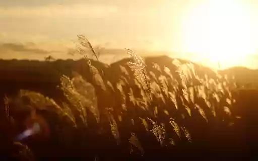 flowers and grass in the sun  from Chrome web store to be run with OffiDocs Chromium online