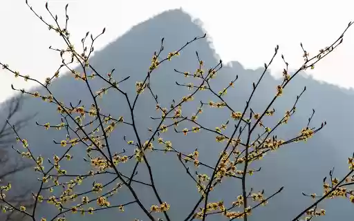 Flowers and Mountains  from Chrome web store to be run with OffiDocs Chromium online