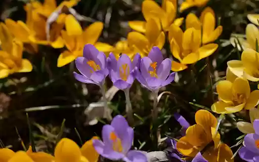 Flowers and purple flowers  from Chrome web store to be run with OffiDocs Chromium online