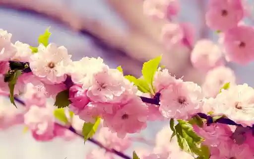 Flowers Blooming in the Sun  from Chrome web store to be run with OffiDocs Chromium online